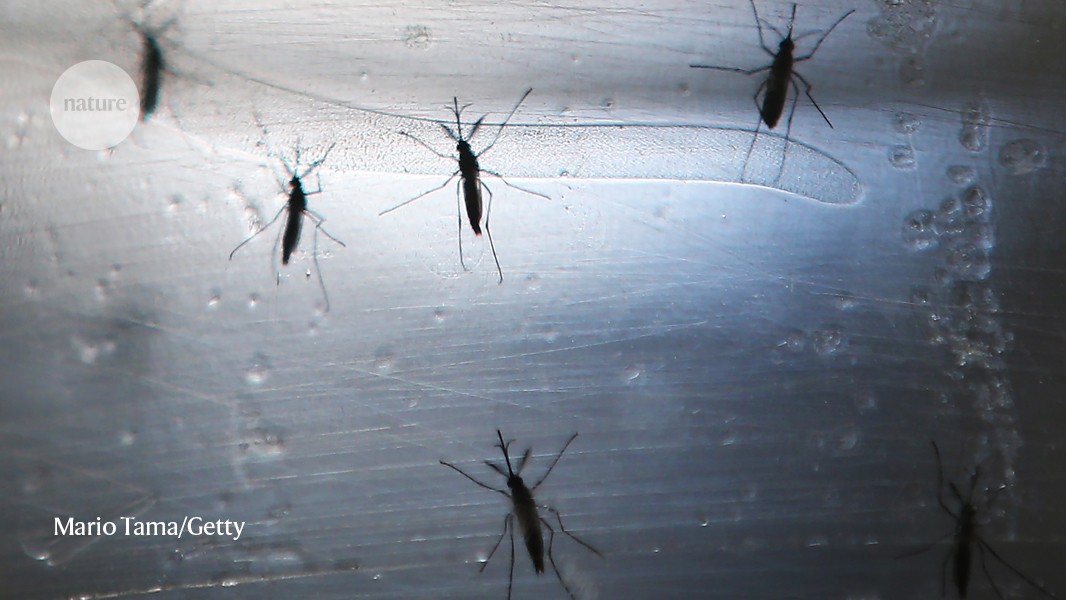 Why are some people mosquito magnets? Skin acids offer a hint