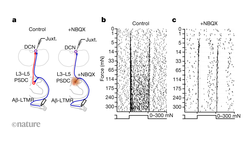 How two intermingled sensory pathways combine to encode touch
