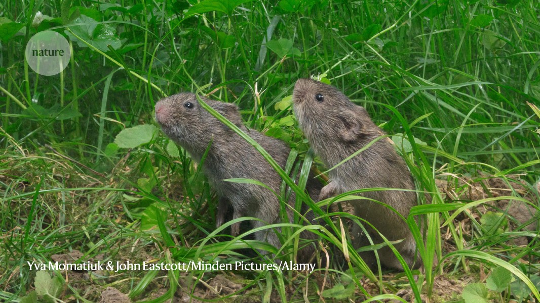 CRISPR voles can’t detect ‘love hormone’ oxytocin — but still mate for life