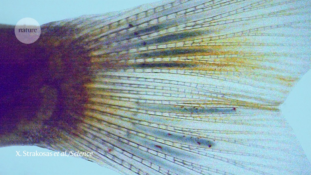 Electrodes build themselves inside the bodies of live fish