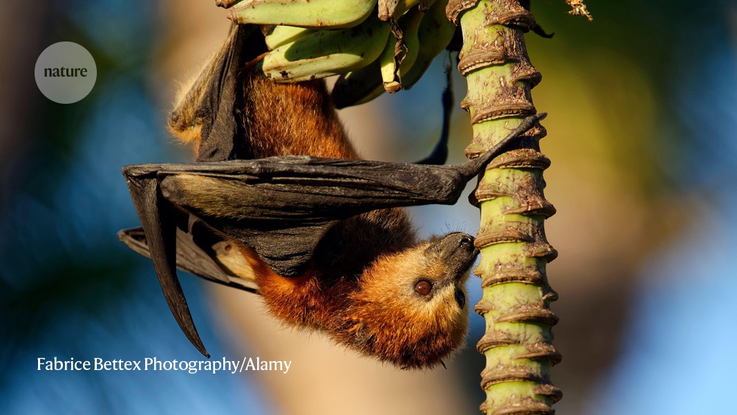 Big bats fly towards extinction with hunters in pursuit