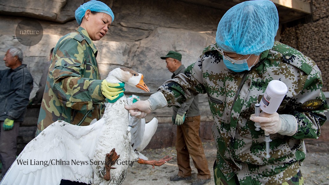 How to stop the bird flu outbreak becoming a pandemic | Nature