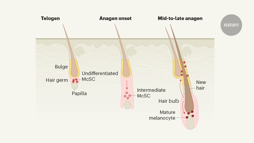 Yo-yoing stem cells defy dogma to maintain hair colour