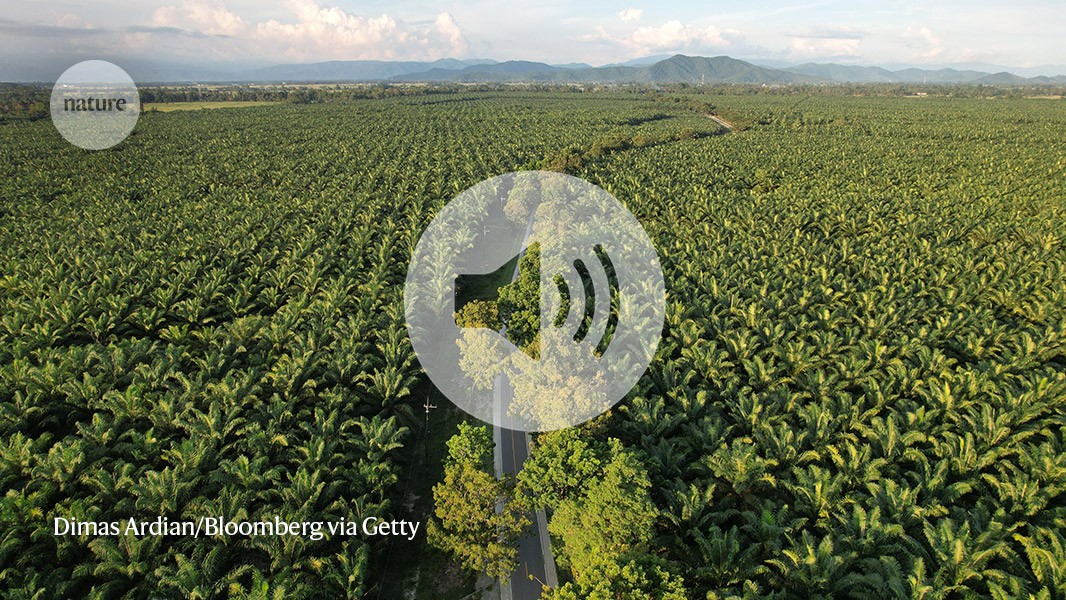 ‘tree islands’ give oil-palm plantation a biodiversity boost