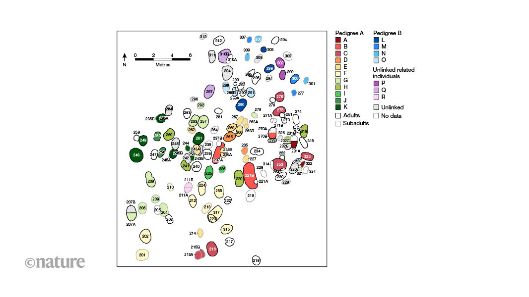 Family Trees Of A Neolithic Community Uncovered By Ancient DNA