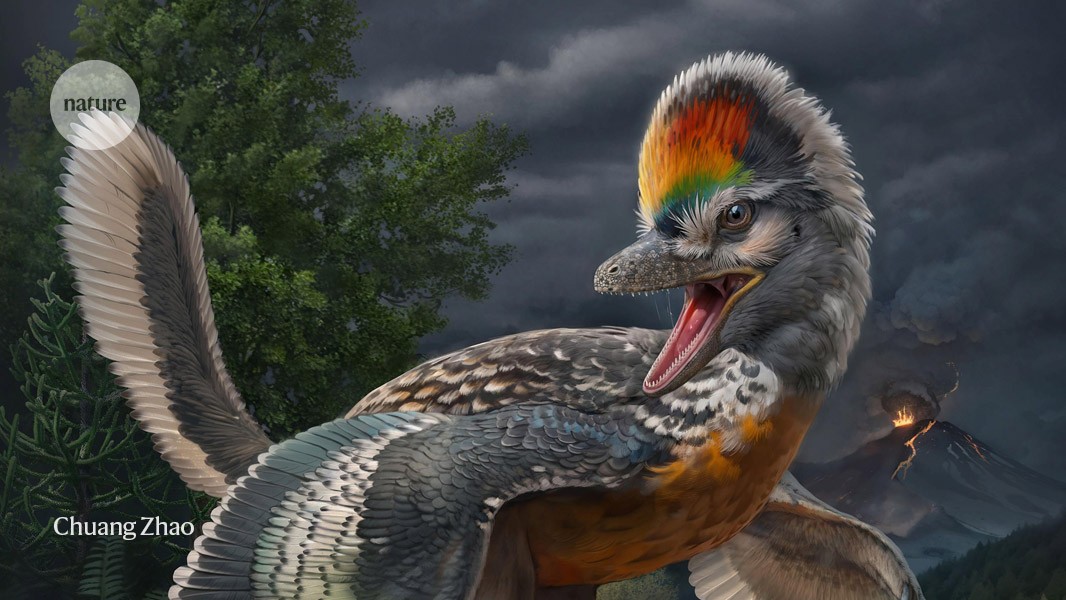 ‘Weird’ dinosaur prompts rethink of bird evolution