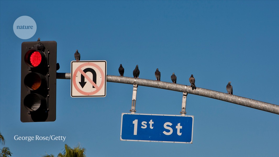 Legacy of racist US housing policies extends even to bird data