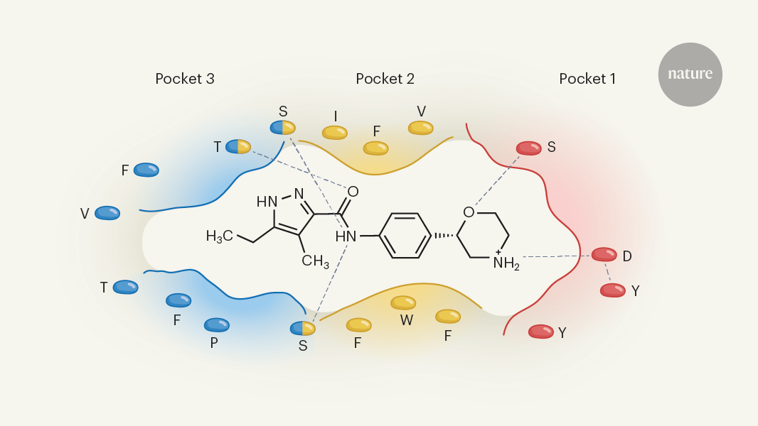 Structures of the amphetamine-binding receptor will aid drug discovery