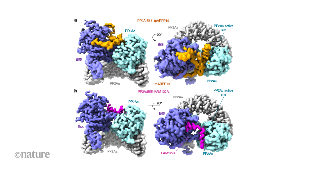 High-resolution structures of two phosphatase–inhibitor complexes | Nature