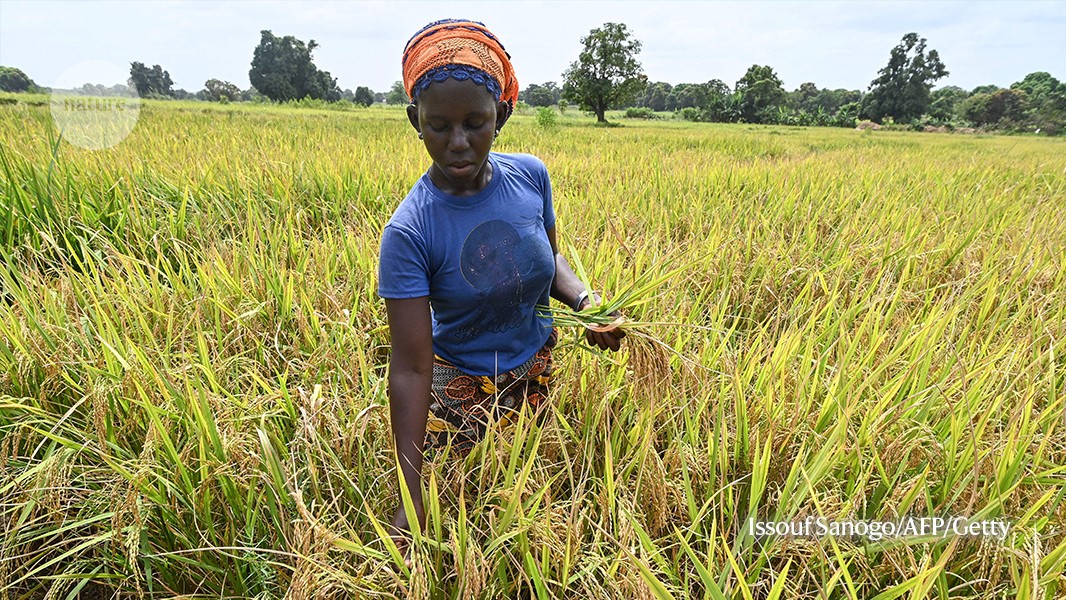 A bounty of rice comes at a price: soaring methane emissions