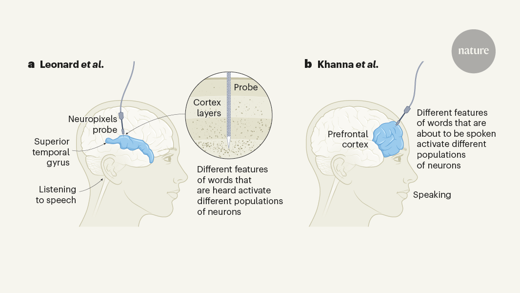 How speech is produced and perceived in the human cortex