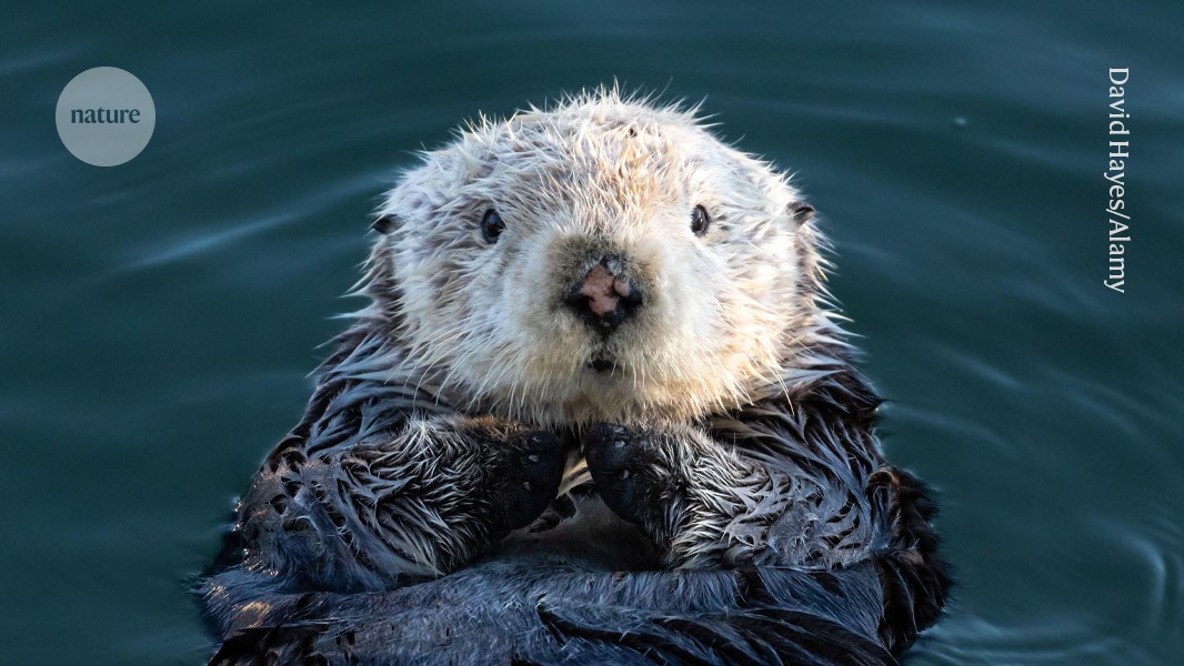 Каланы морские животные фото How do otters protect salt marshes from erosion? Shellfishly