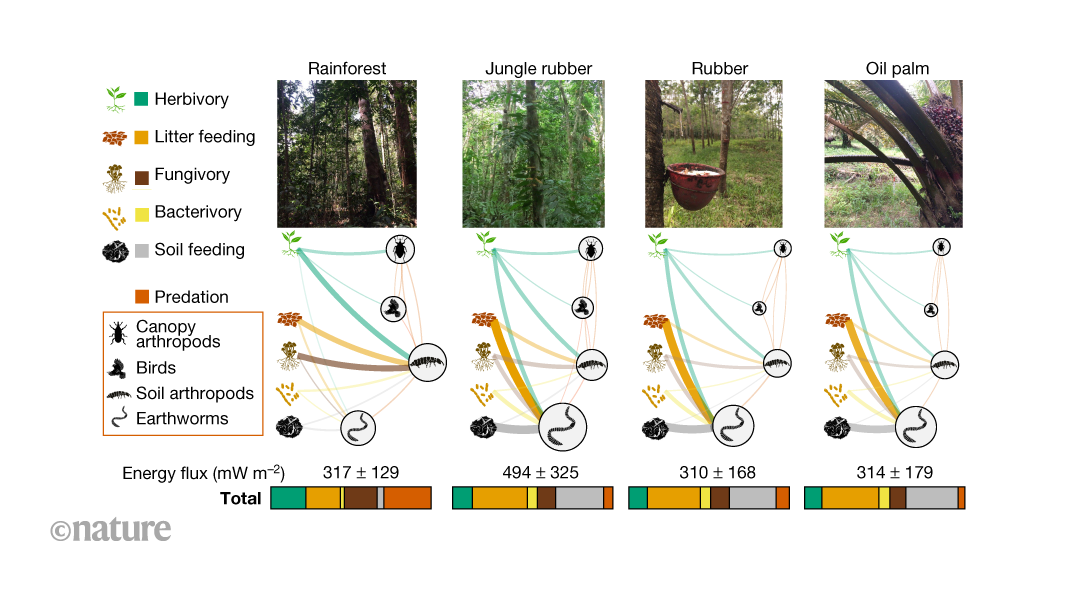Changing rainforest to plantations shifts tropical food webs