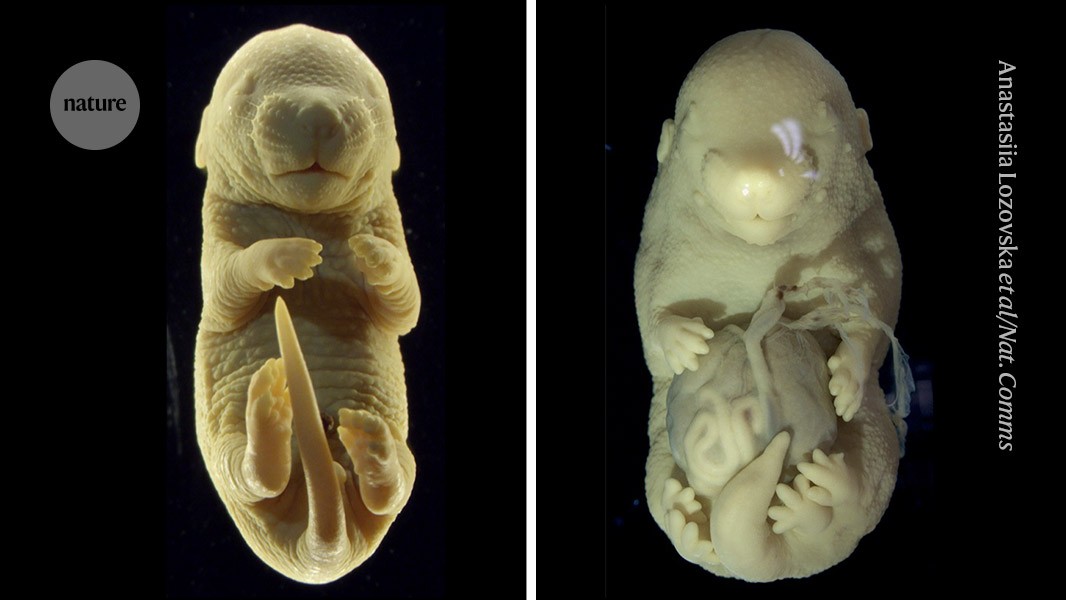 Scientists made a six-legged mouse embryo — right here’s why