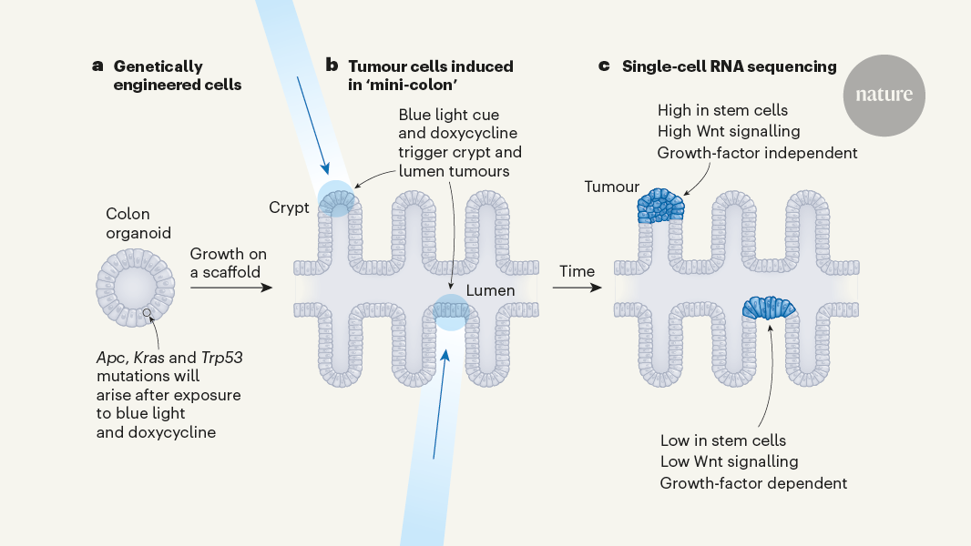 Bioengineered ‘mini-colons’ shed light on cancer progression