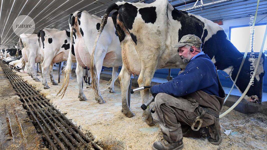 Bird flu in US cows: is the milk supply safe?