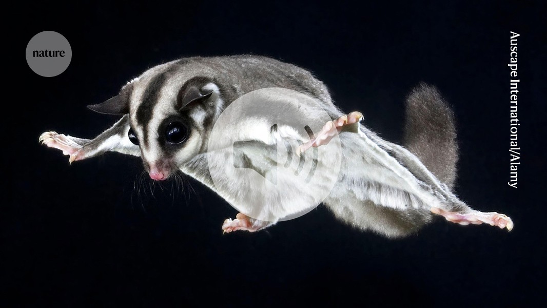 How gliding marsupials got their ‘wings’