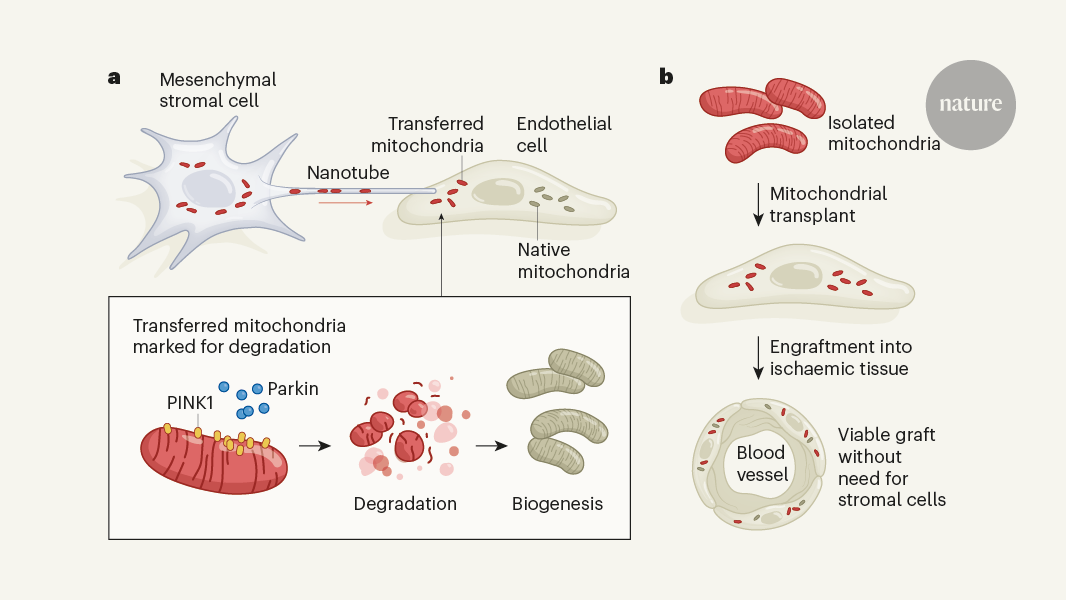 Cells destroy donated mitochondria to build blood vessels