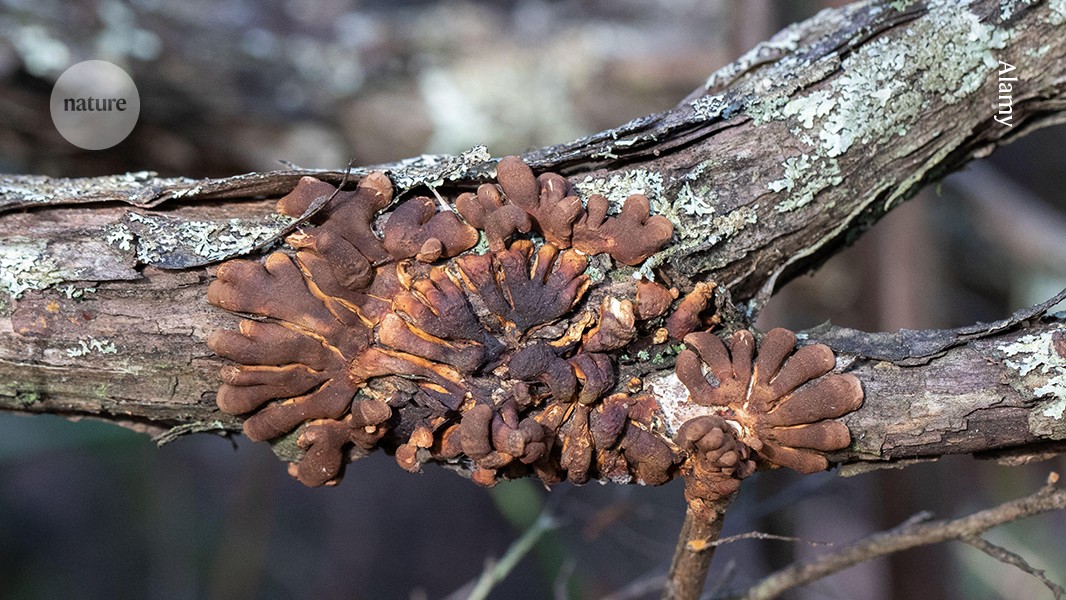 Not just truffles: dogs can sniff out surpassingly rare native fungus