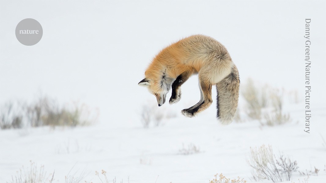 Streamlined skull helps foxes take a nosedive