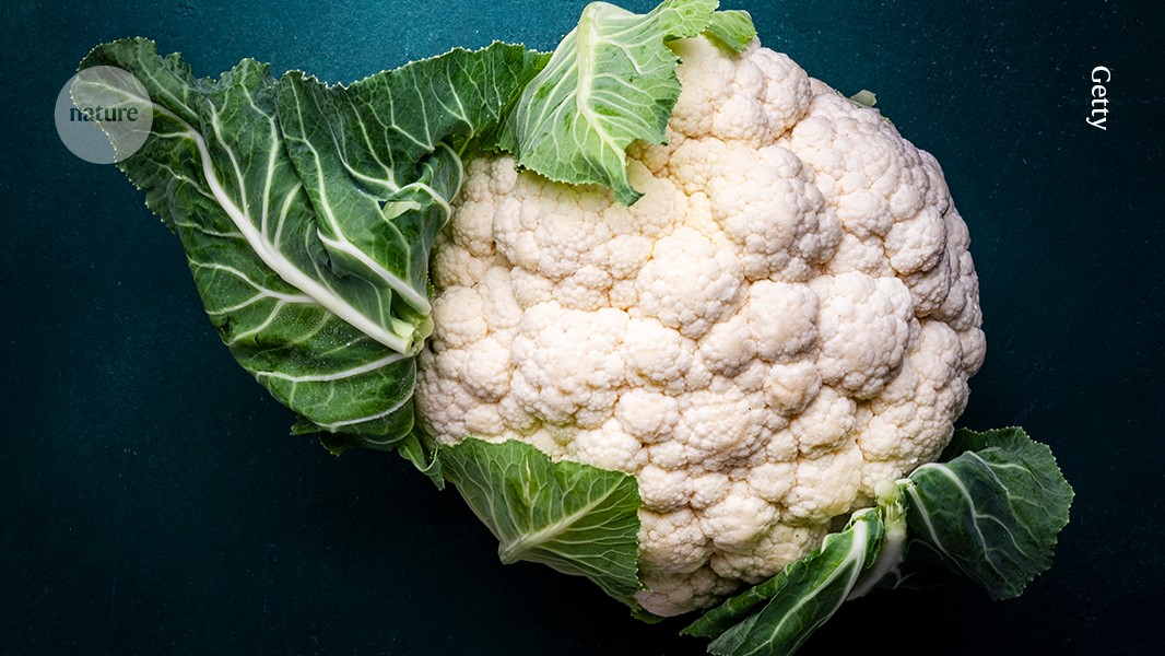 How the cauliflower got its curlicues