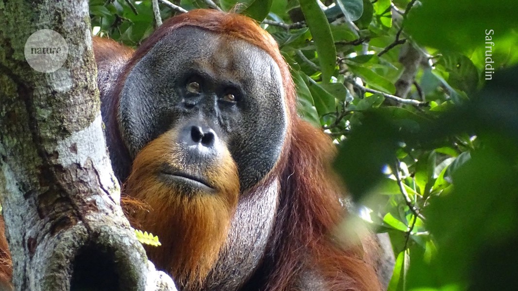 ‘Orangutan, heal thyself’: First wild animal seen using medicinal plant