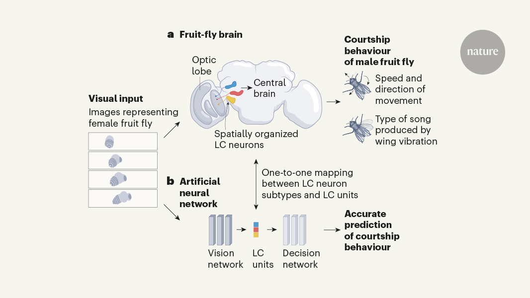 AI networks reveal how flies find a mate | Nature