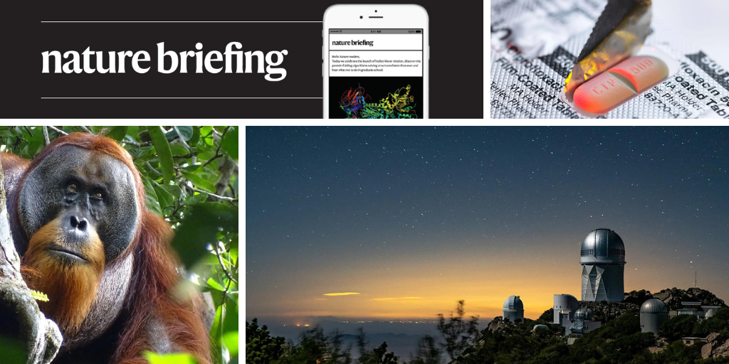 Daily briefing: Orangutan is first wild animal seen using medicinal plant