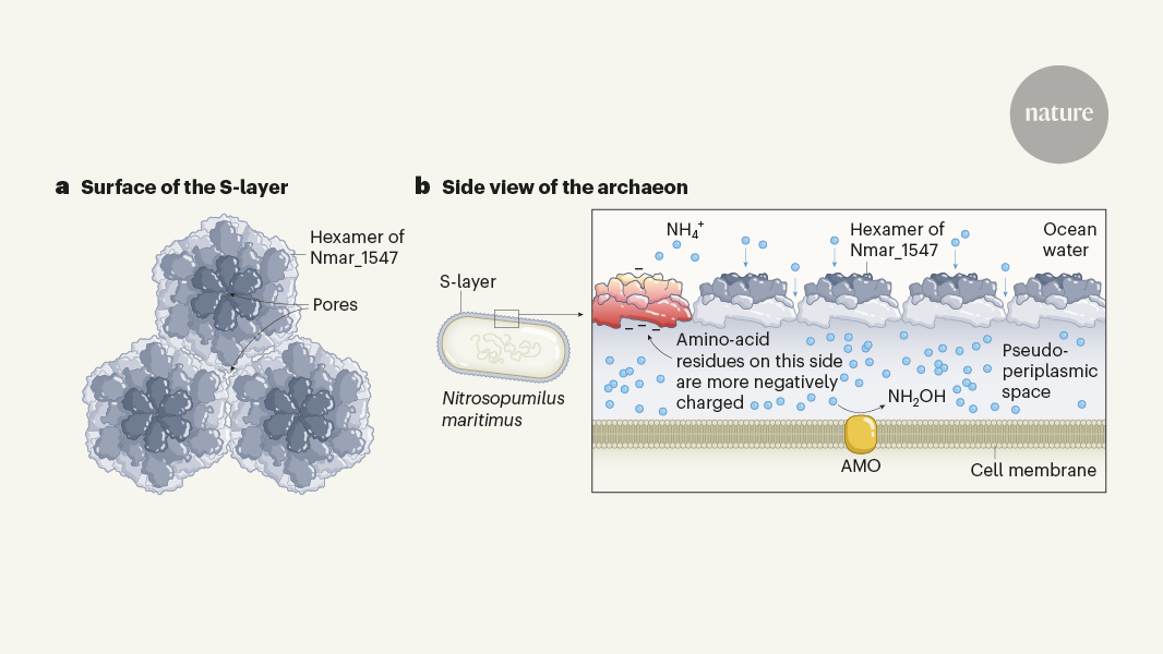 Microbes ‘sieve’ ions on their surface to start the nitrogen cycle