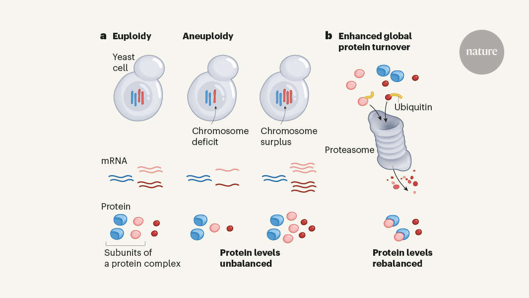 Cells cope with altered chromosome numbers by enhancing protein breakdown