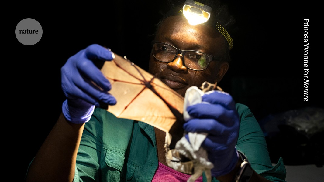 Why my heart beats for Nigeria’s endangered bats
