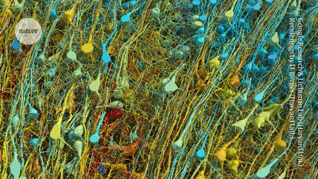 Cubic millimetre of brain mapped in spectacular detail