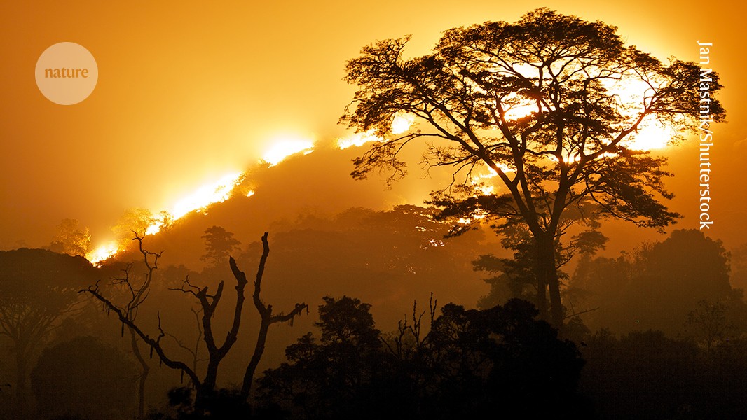 Africa’s lush tropical forests face a surprising threat: fire