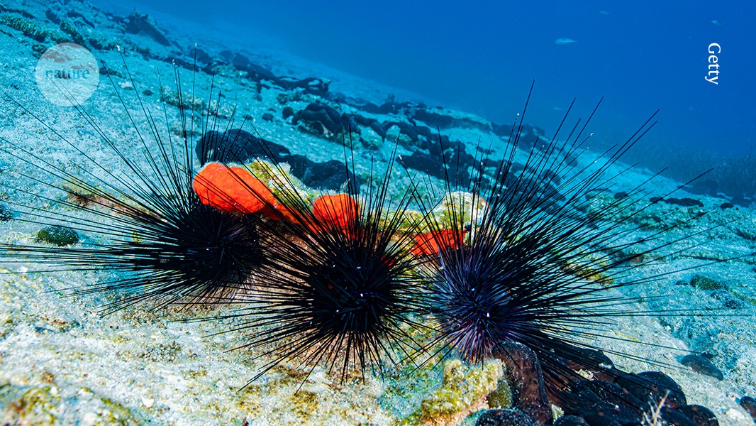 A tiny killer is making an entire region’s sea urchins disintegrate