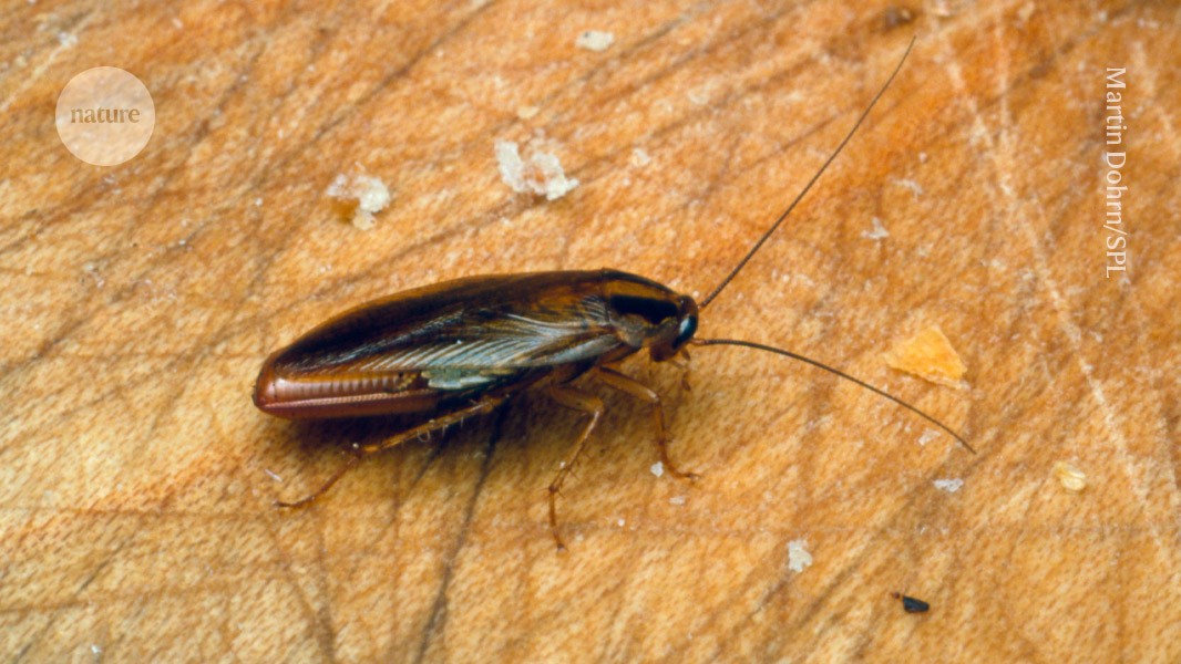 The origin of the cockroach: how a notorious pest conquered the world