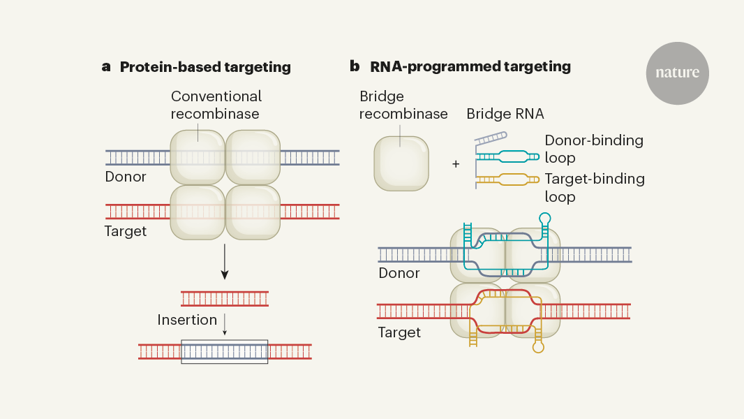 Programmable RNA-guided enzymes for next-generation genome editing