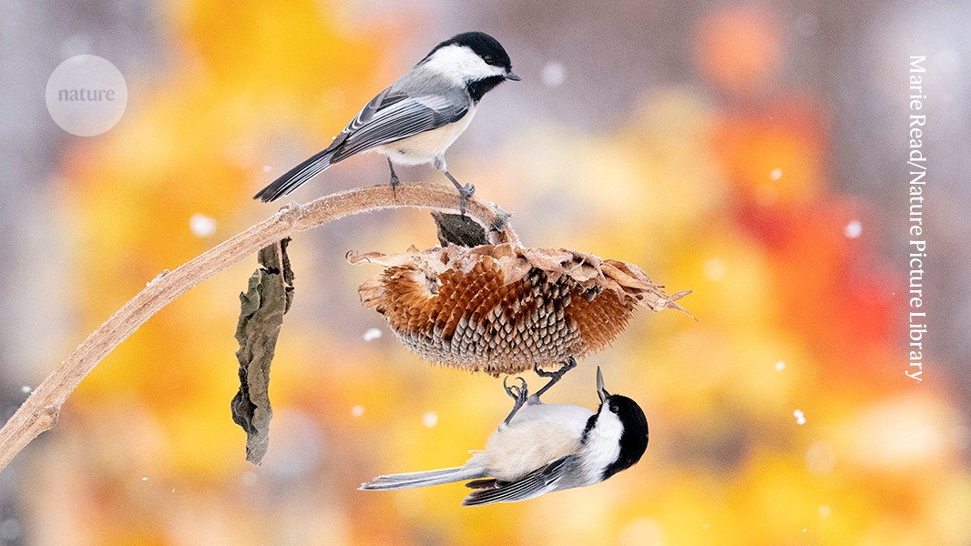 Seed-stashing chickadees overturn ideas about location memory