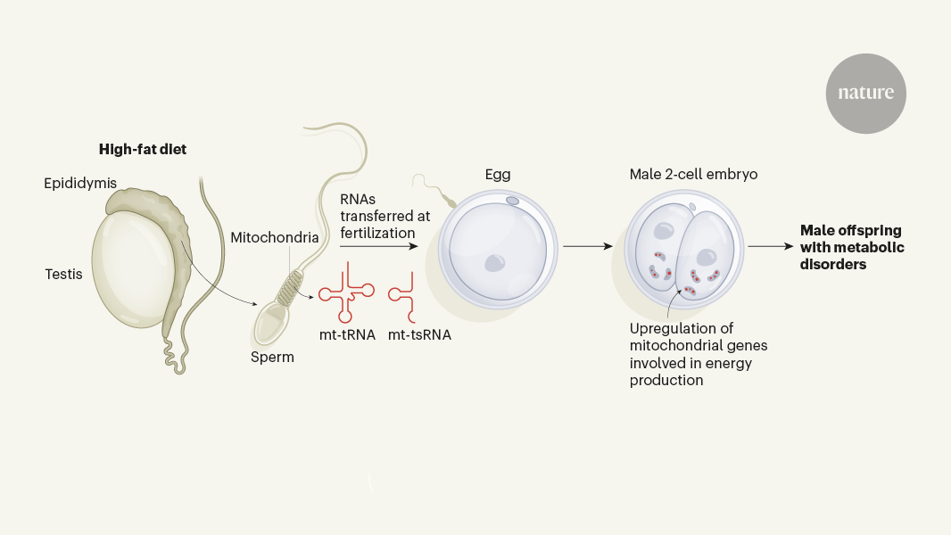 Father’s diet influences son’s metabolic health through sperm RNA