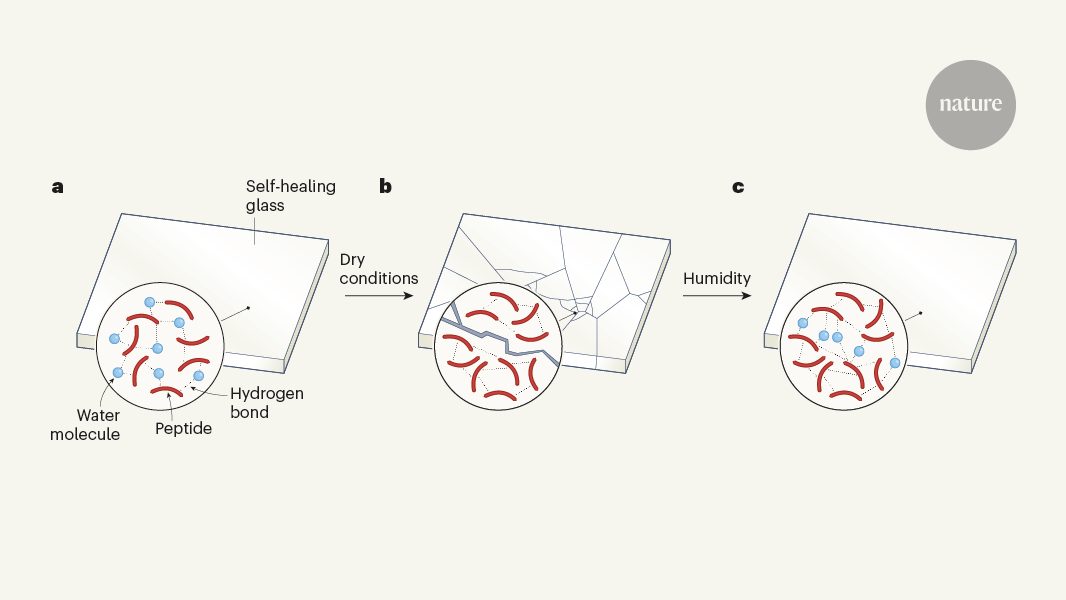 Self-healing glass from a simple peptide — just add water