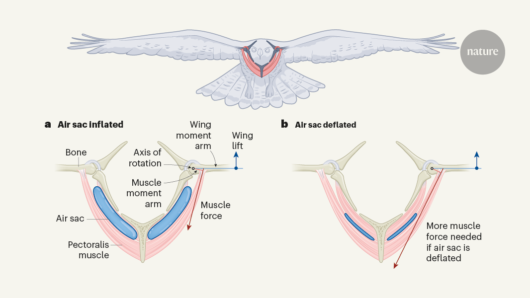 Air sacs reduce energy costs for soaring birds