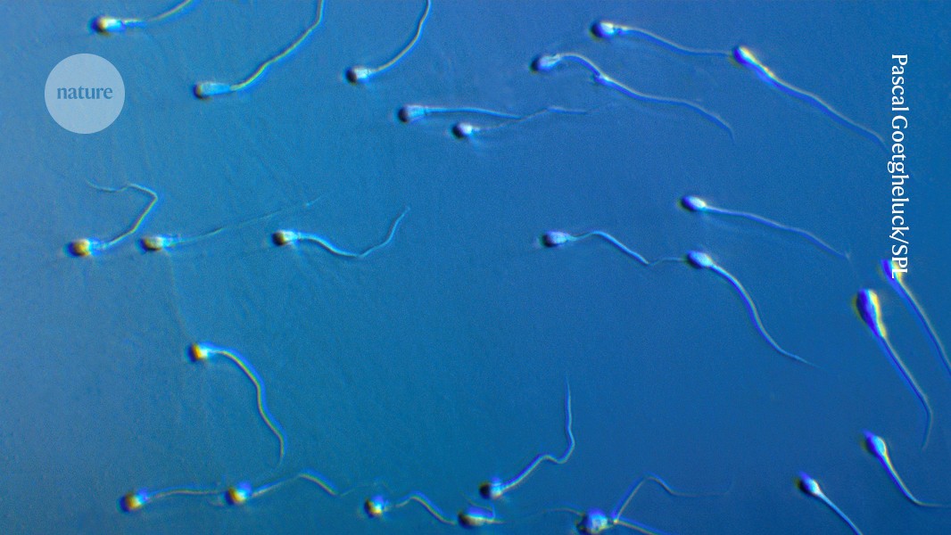 A dad’s diet affects his sperm — and his sons’ health