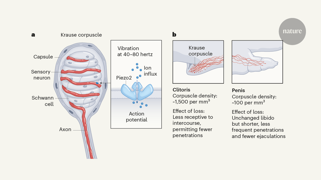 Sex organs sense vibrations through specialized touch neurons