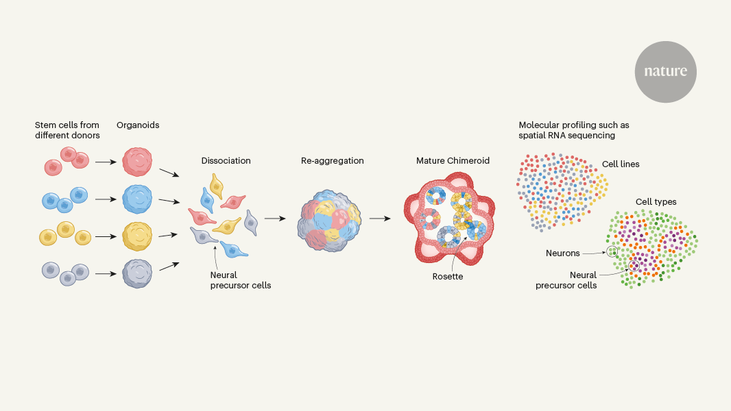 Chimeric brain organoids capture human genetic diversity