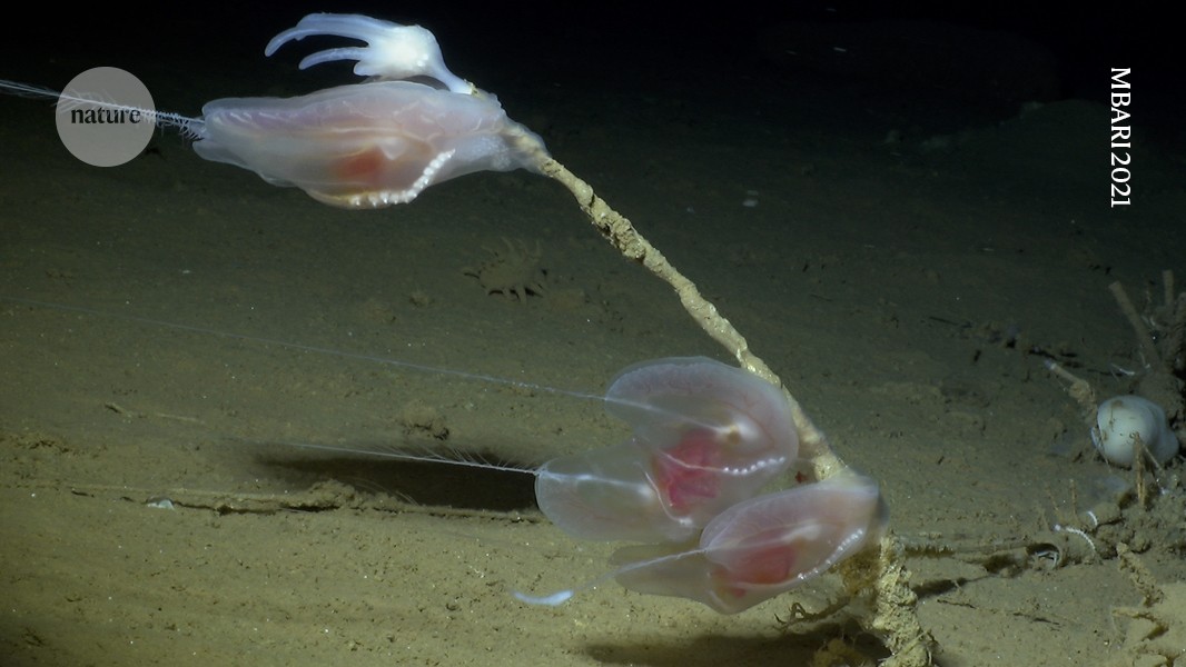 Deep-sea creatures survive crushing pressures with just the right fats