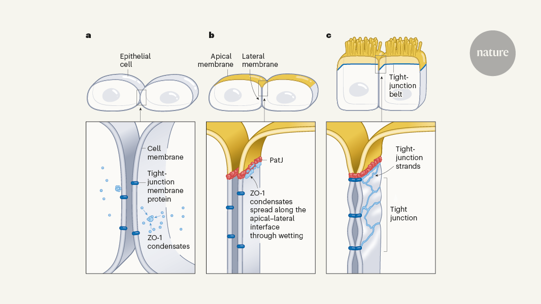 Protein droplets spread to seal tight junctions