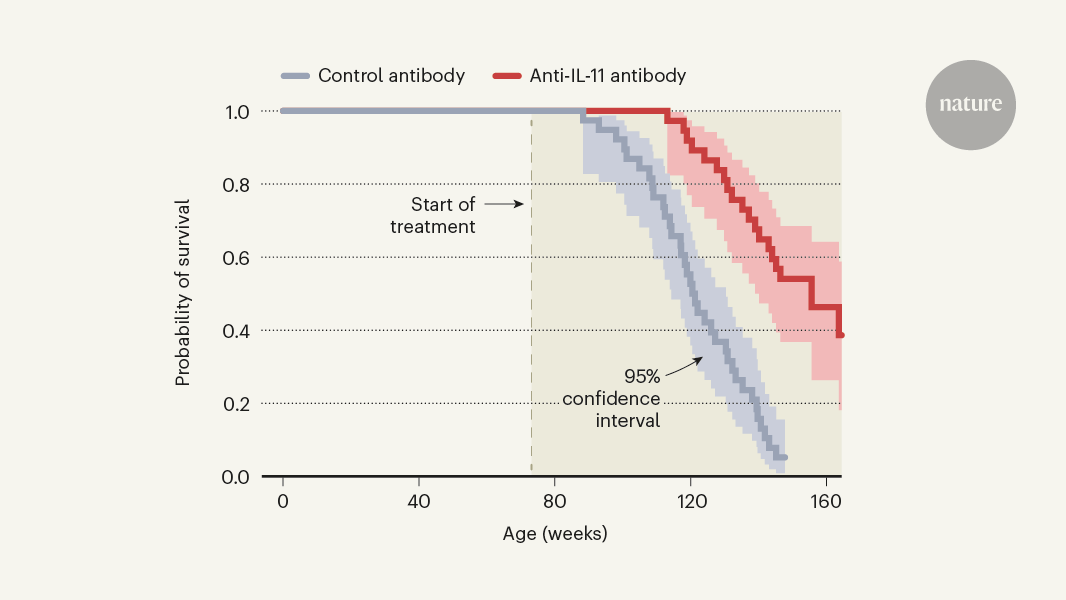 Blocking an inflammatory protein slows the pace of ageing