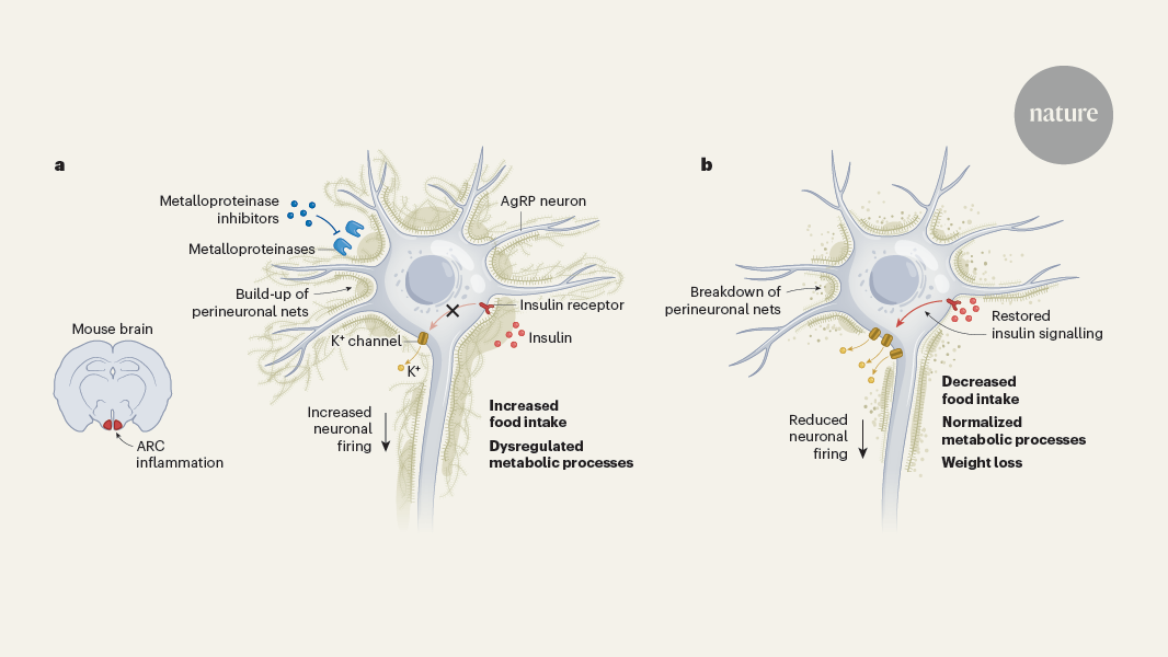 Obesity is driven by a build-up of molecular mesh around hunger neurons