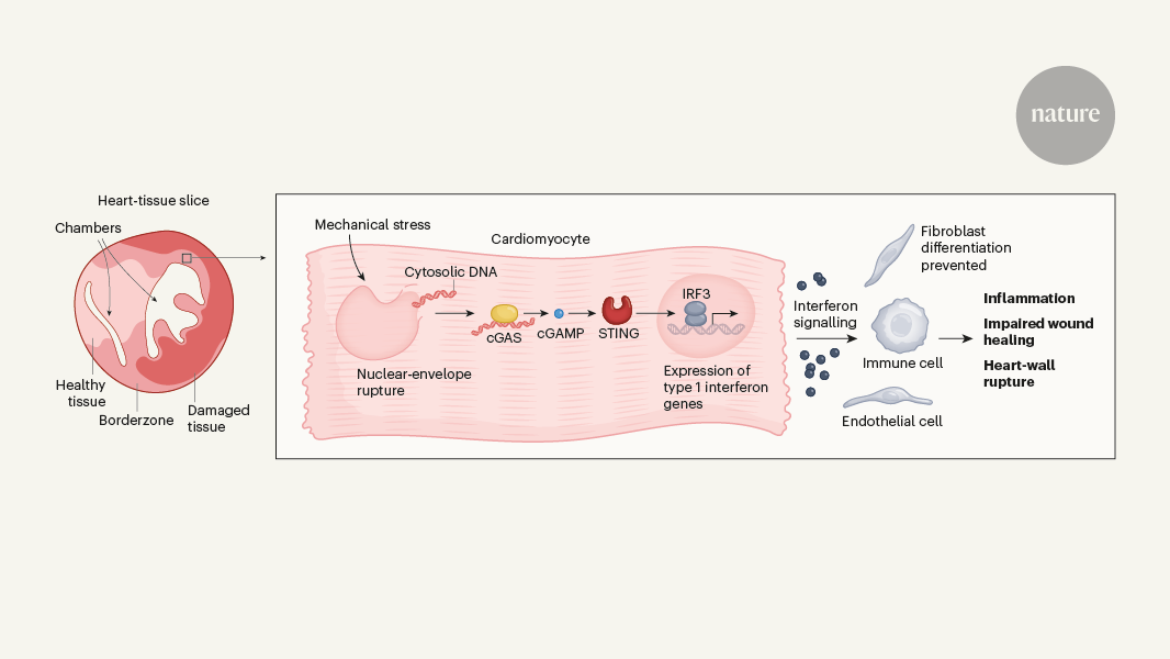 The heart is put at risk of rupture by cells bordering damaged tissue