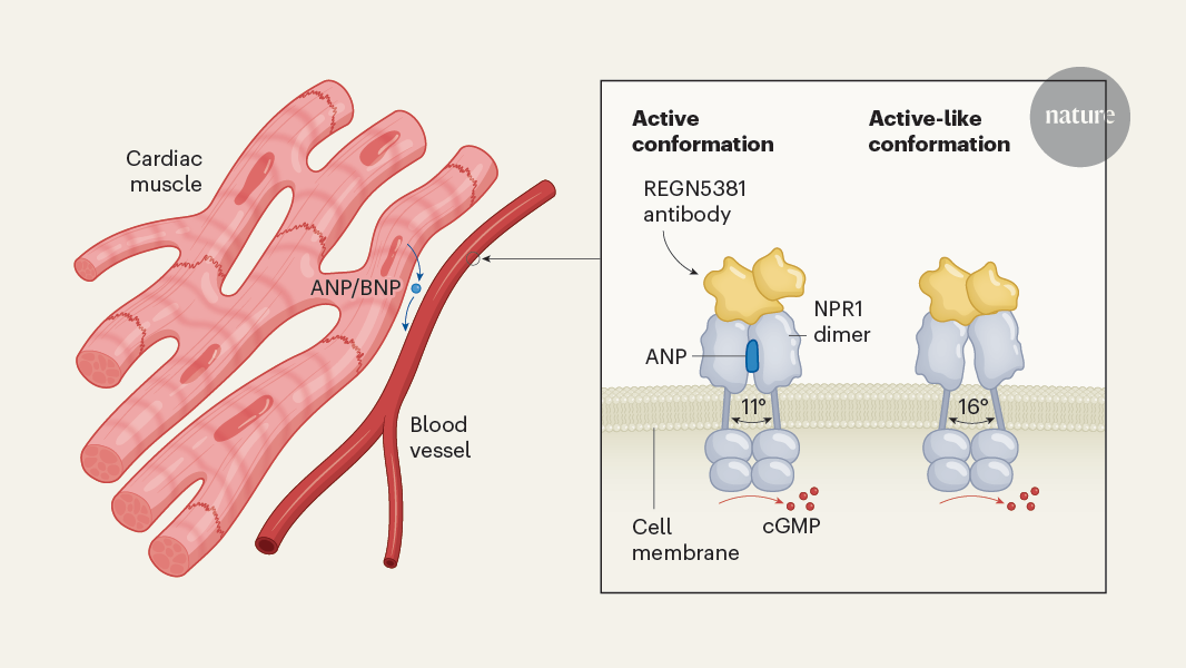 Long-lasting heart-failure treatment could be a game-changer