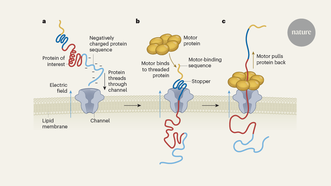 Thread, read, rewind, repeat: towards using nanopores for protein sequencing